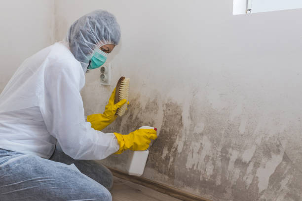 Professional Mold Removal & Remediation in North Star, DE